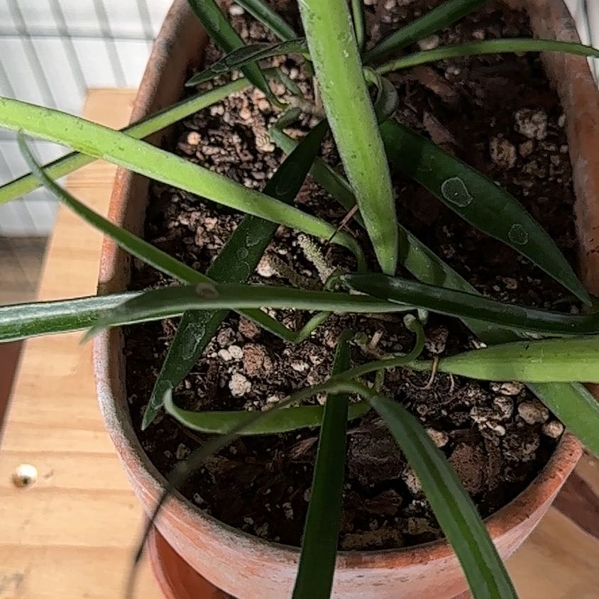 Hoya shepherdii plant in a terracotta pot with visible soil and healthy green leaves.