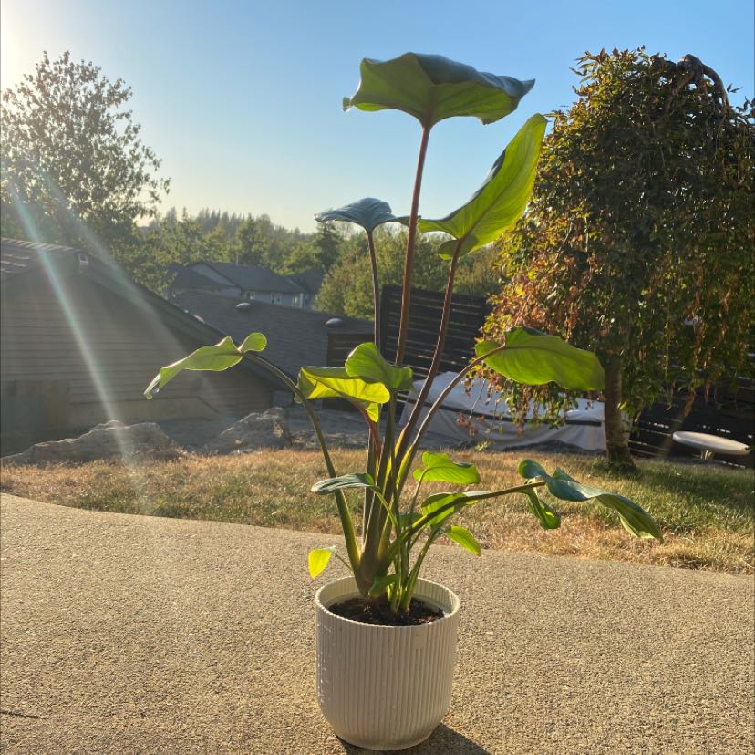 Potted Homalomena Maggy plant outdoors with vibrant green leaves.