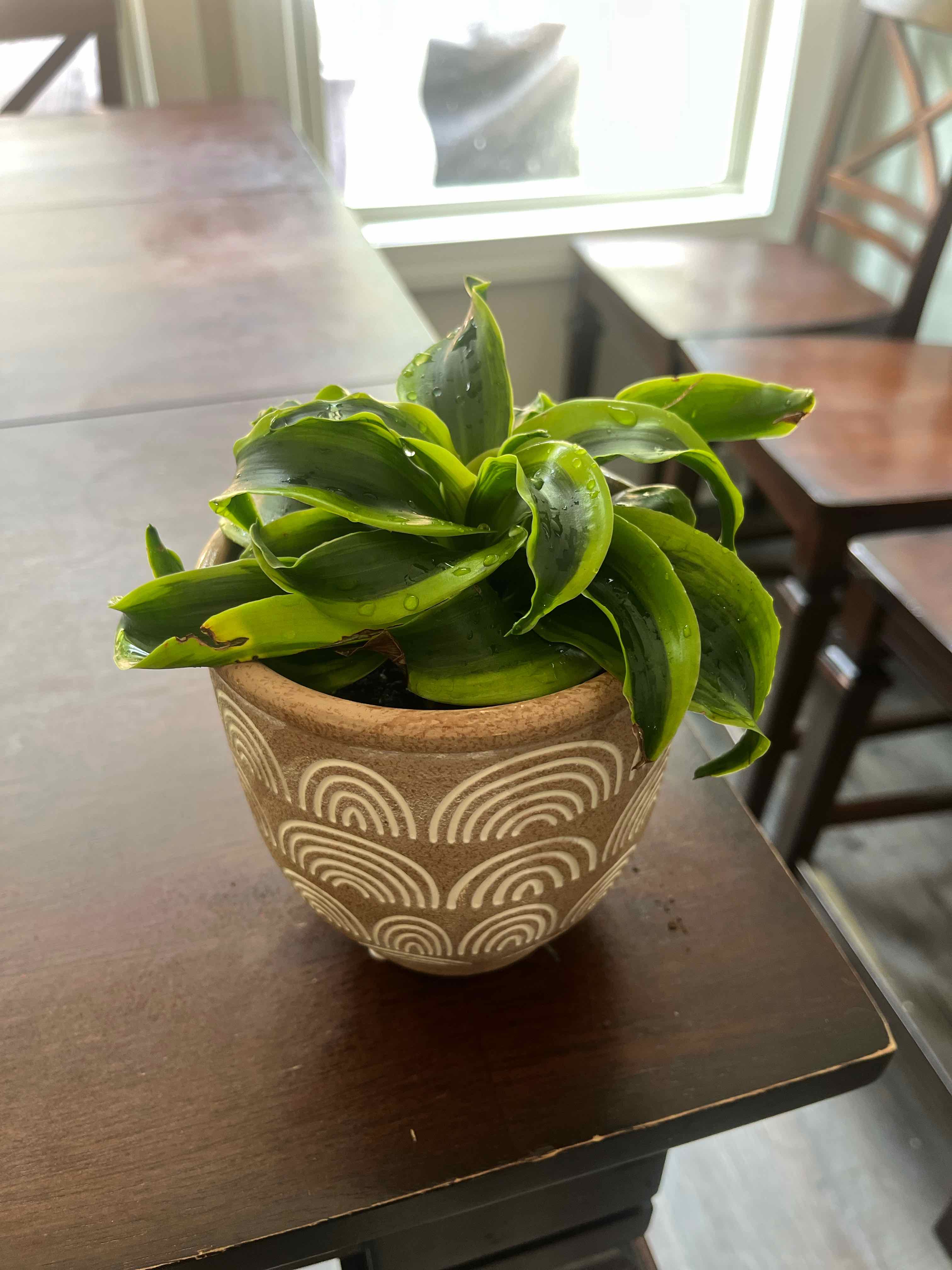 Basket Plant in a decorative pot on a wooden table, appearing healthy with vibrant green leaves.