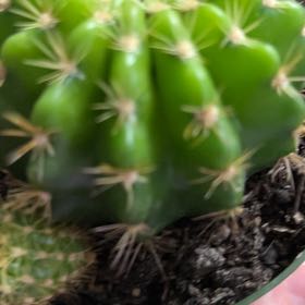 Photo of the plant species Cacto by @SleekLentenrose named Wall-E on Greg, the plant care app