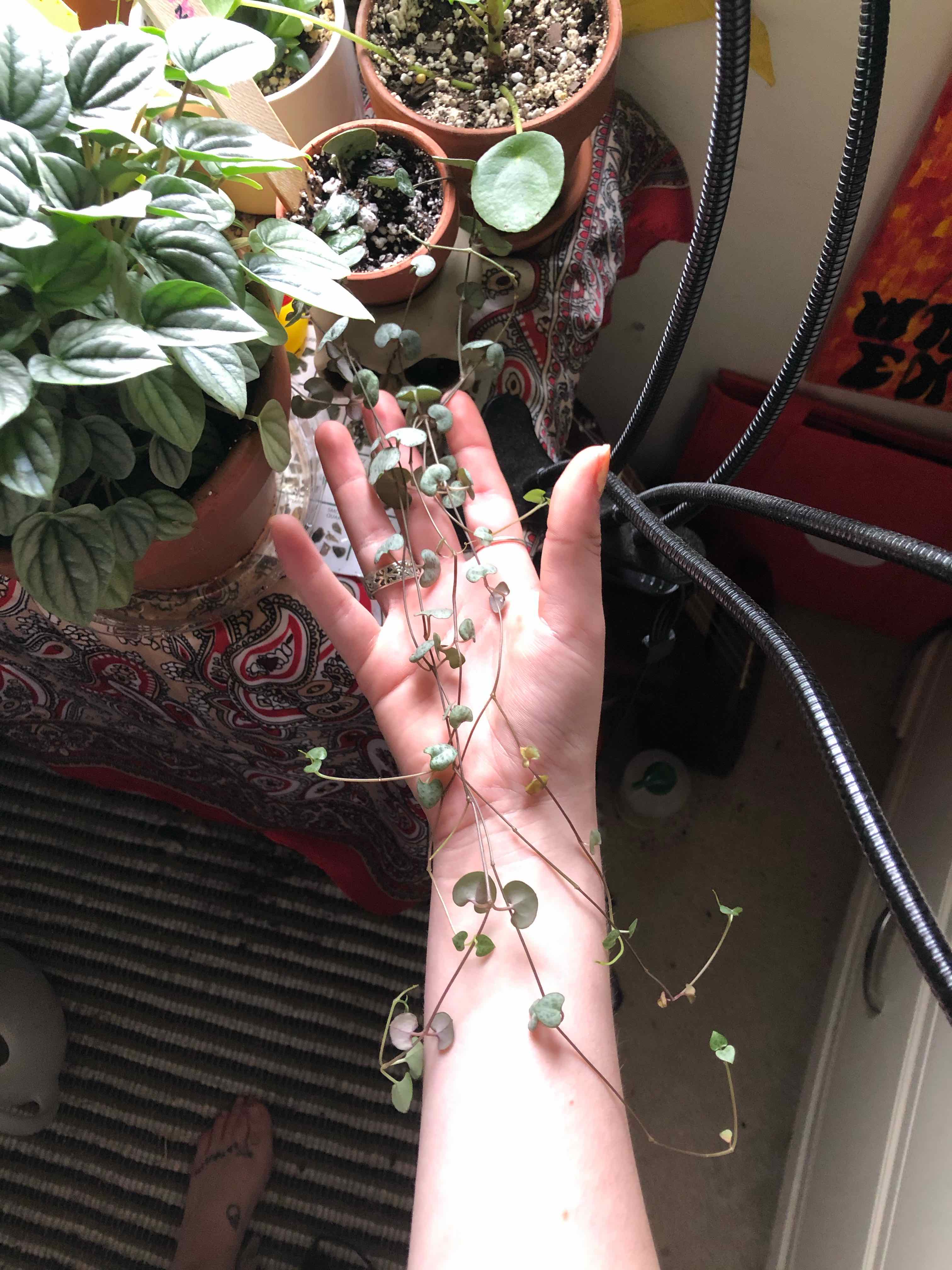 String of Needles plant held by a hand, with visible soil and other plants in the background.