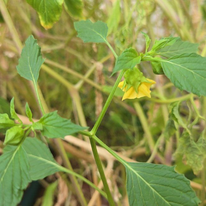 Photo of the plant species Philadelphia Groundcherry by @MeekTigerlily named Forrest on Greg, the plant care app