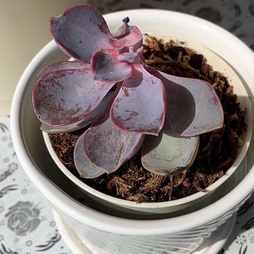 Photo of the plant species Lavender Rose Echeveria by @EarlyBlueash named Baesil on Greg, the plant care app