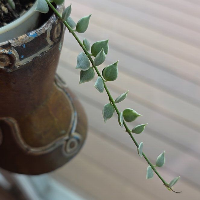 Photo of the plant species Million Hearts Dischidia by @VibrantGuasca named Queen on Greg, the plant care app
