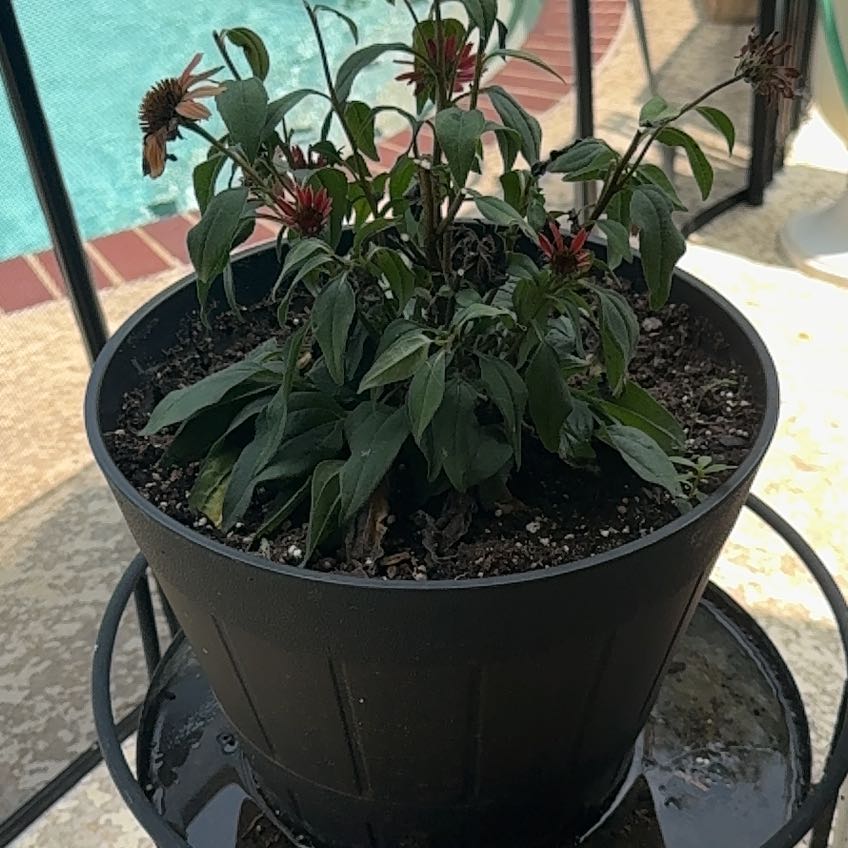 Photo of the plant species Purple Coneflower by @PrizeDandelion named Athena on Greg, the plant care app