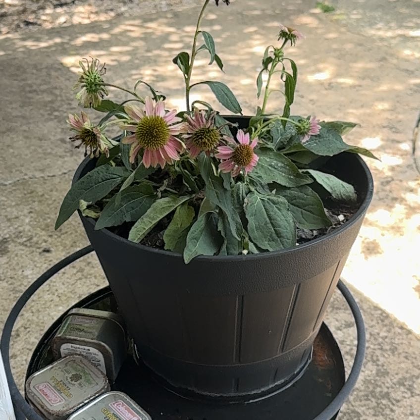 Photo of the plant species Purple Coneflower by @PrizeDandelion named Clooney on Greg, the plant care app