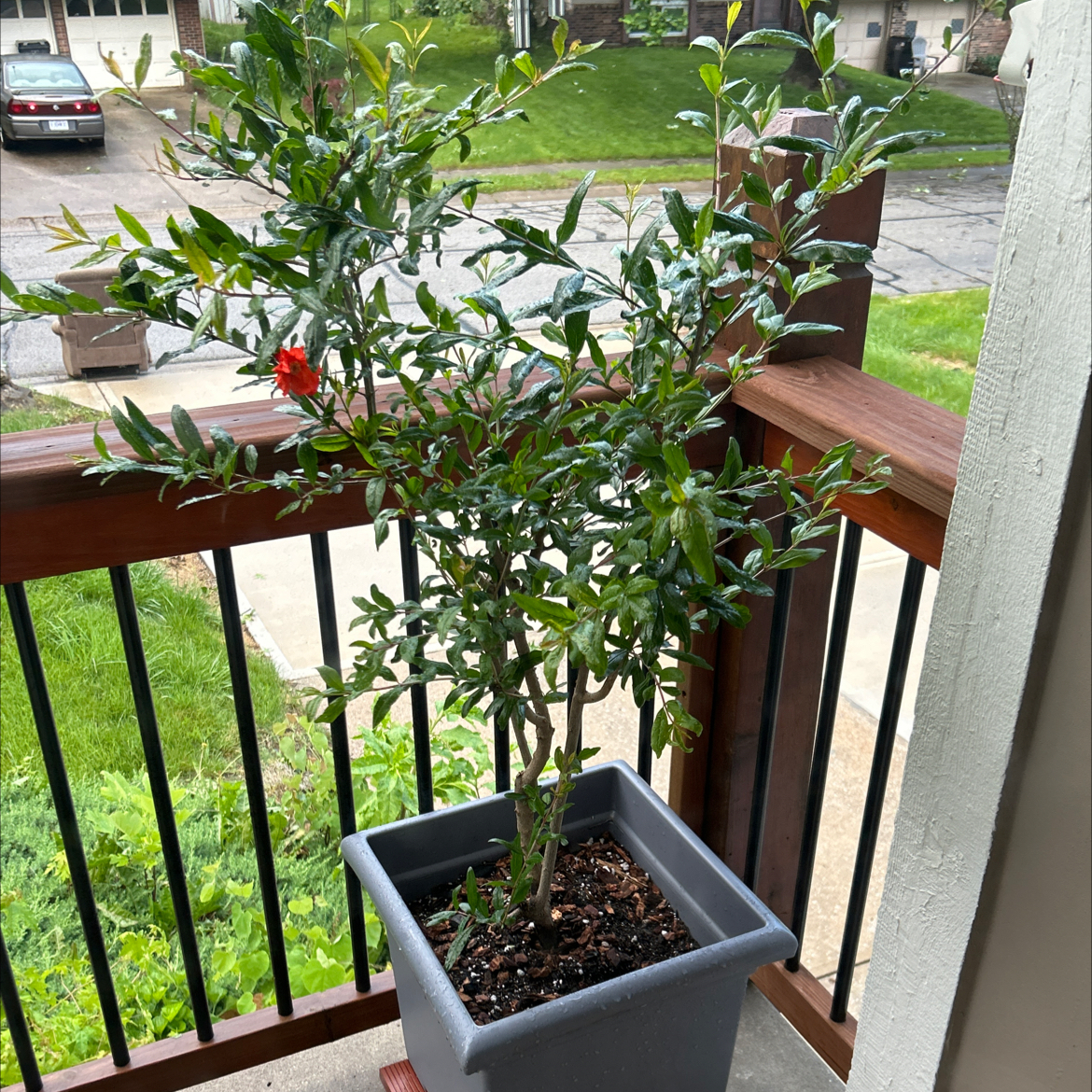 Photo of the plant species Tom's Red Pomeganate by @Philolover named Tom on Greg, the plant care app