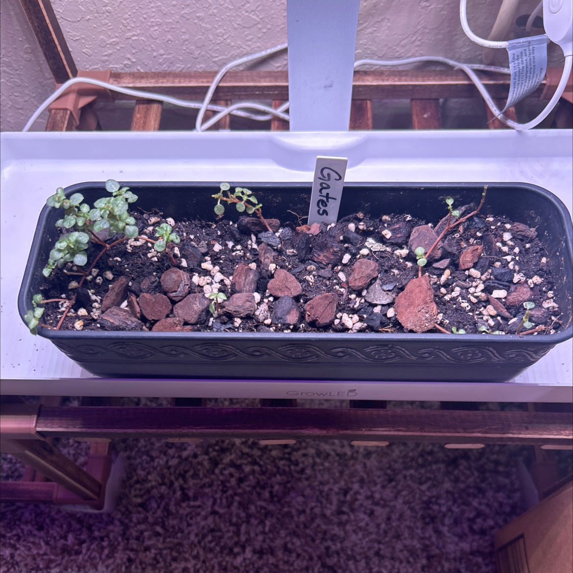 Rectangular planter with small Pilea 'Silver Sparkle' plants in early growth stages, visible soil and pebbles.