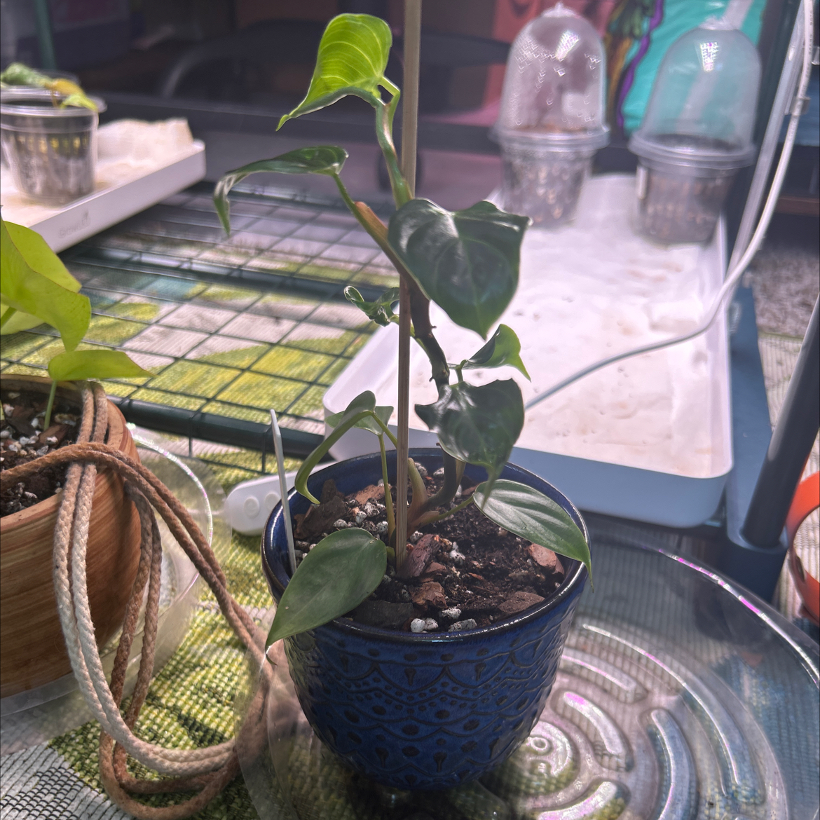 Philodendron nangaritense plant in a blue pot with visible soil, indoors.