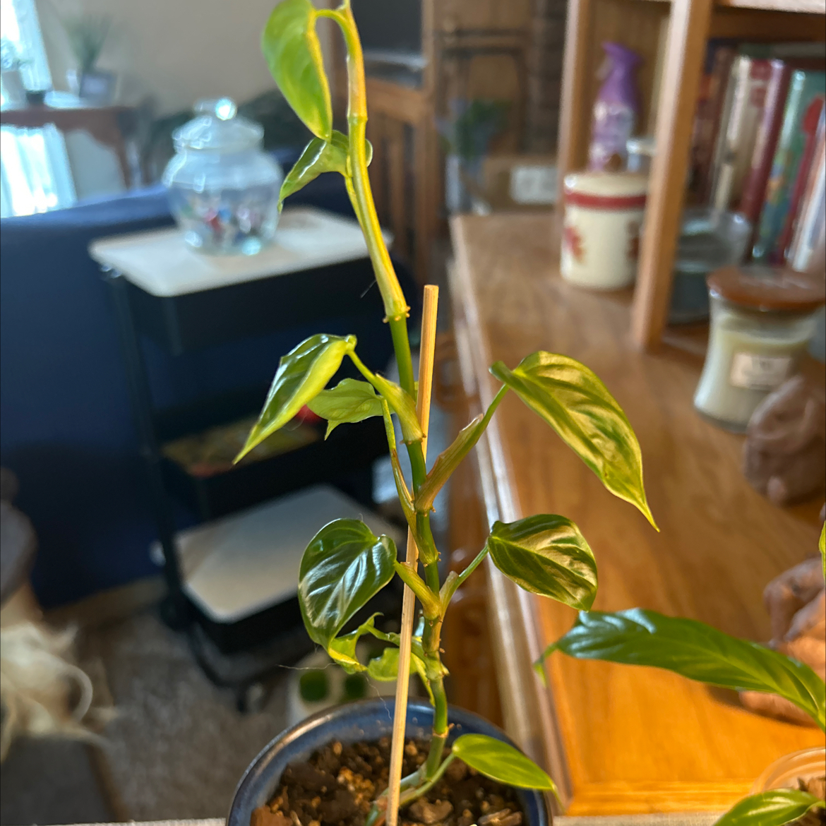 Photo of the plant species Philodendron nangaritense by @Philolover named Agapimenos on Greg, the plant care app