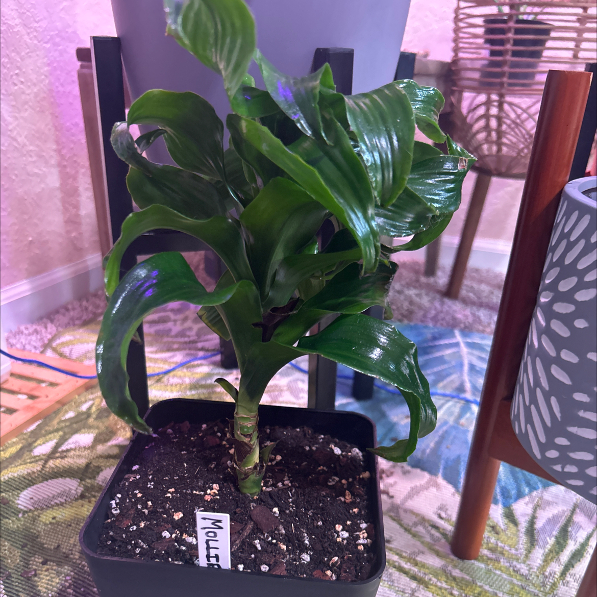 Photo of the plant species Dracaena 'Torch' by @Philolover named Mollie on Greg, the plant care app