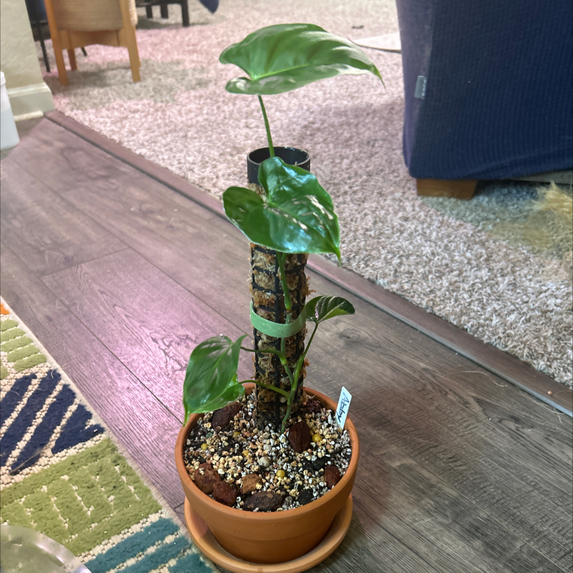Photo of the plant species Philodendron oxapapense by @Philolover named Abby on Greg, the plant care app