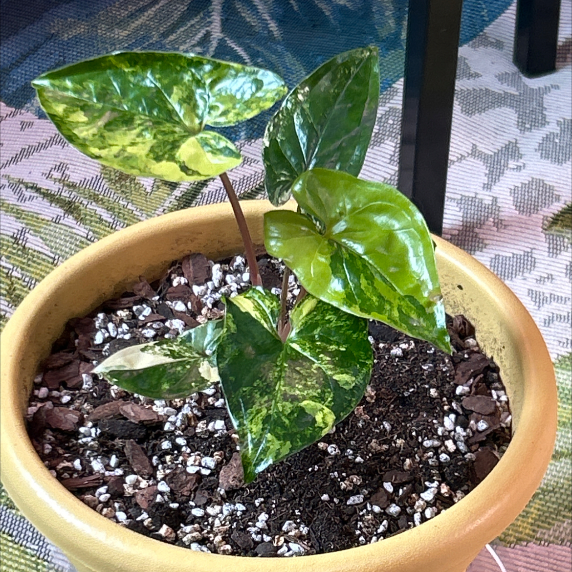 Syngonium aurea plant in a yellow pot with variegated green leaves and visible soil.