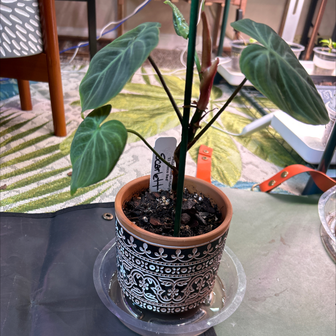 Philodendron El Choco Red plant in a decorative pot with visible soil, healthy leaves, and no flowers.