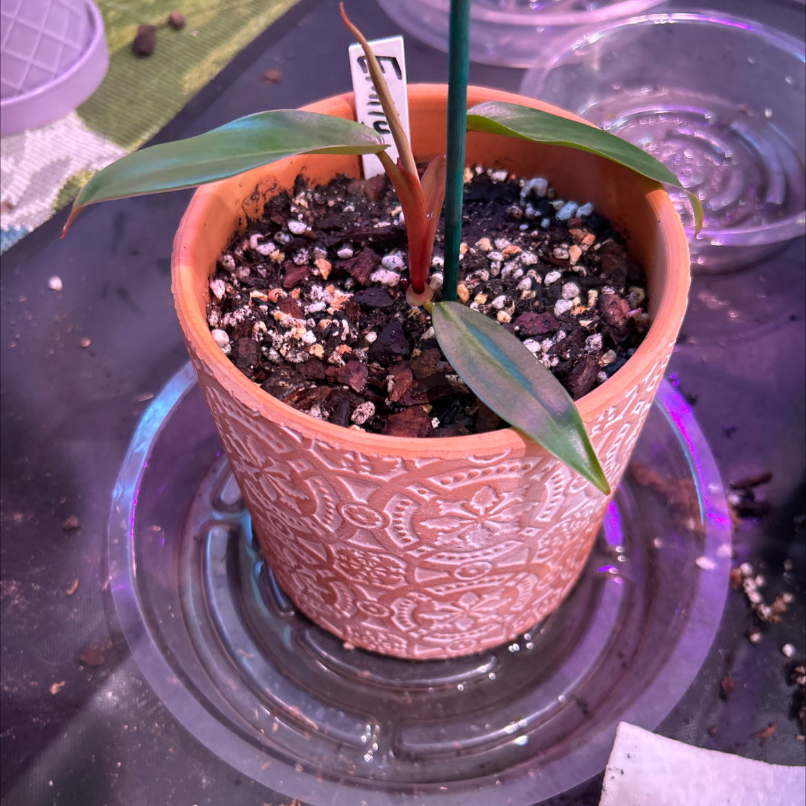Young Red Emerald Philodendron in a decorative pot with visible soil.