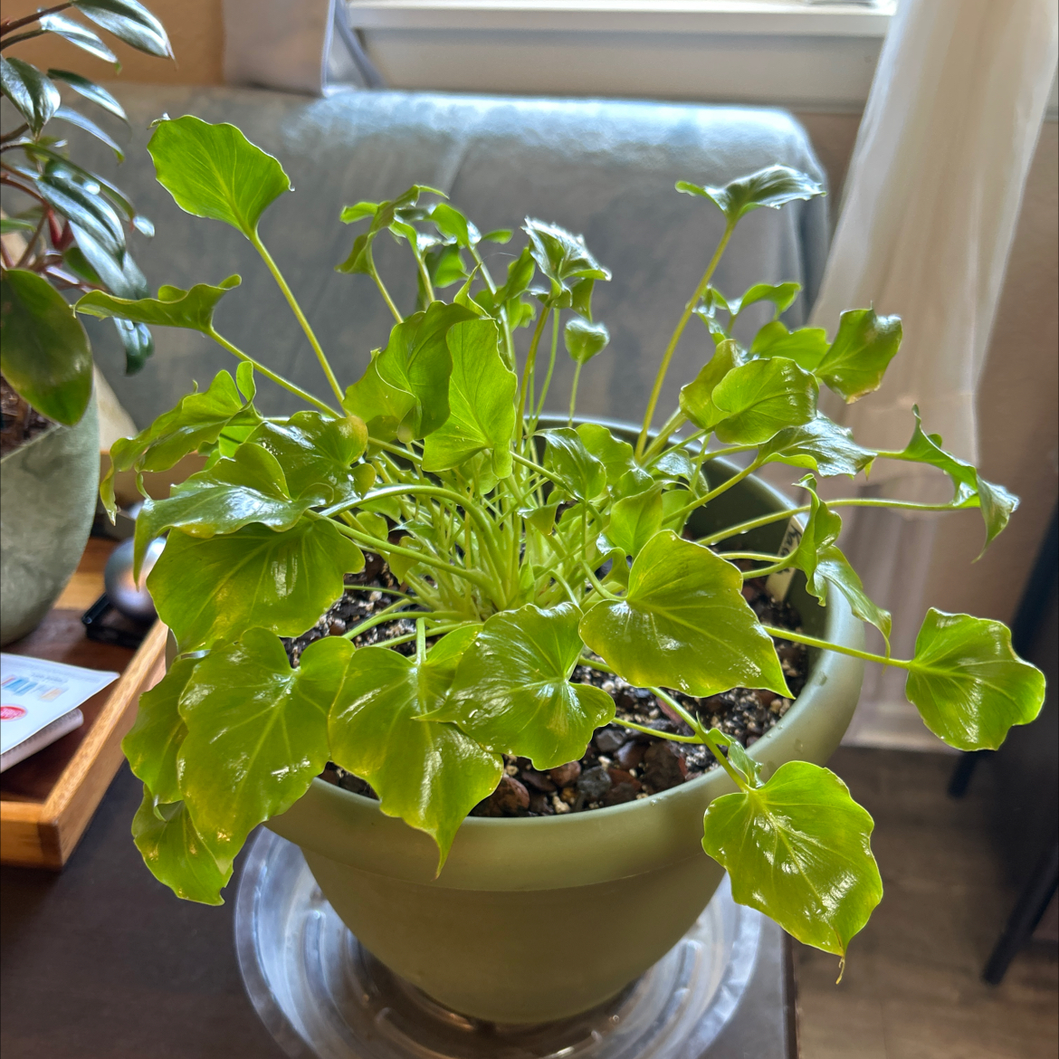 Photo of the plant species Philodendron Little Hope by @Philolover named Kavah on Greg, the plant care app