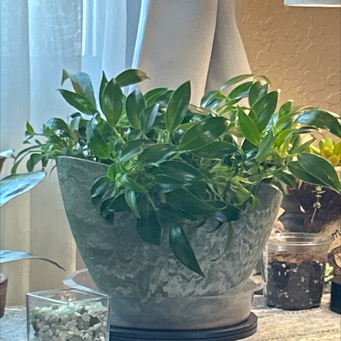 Photo of the plant species Philodendron 'Wend-imbe' by @Philolover named Lynette on Greg, the plant care app