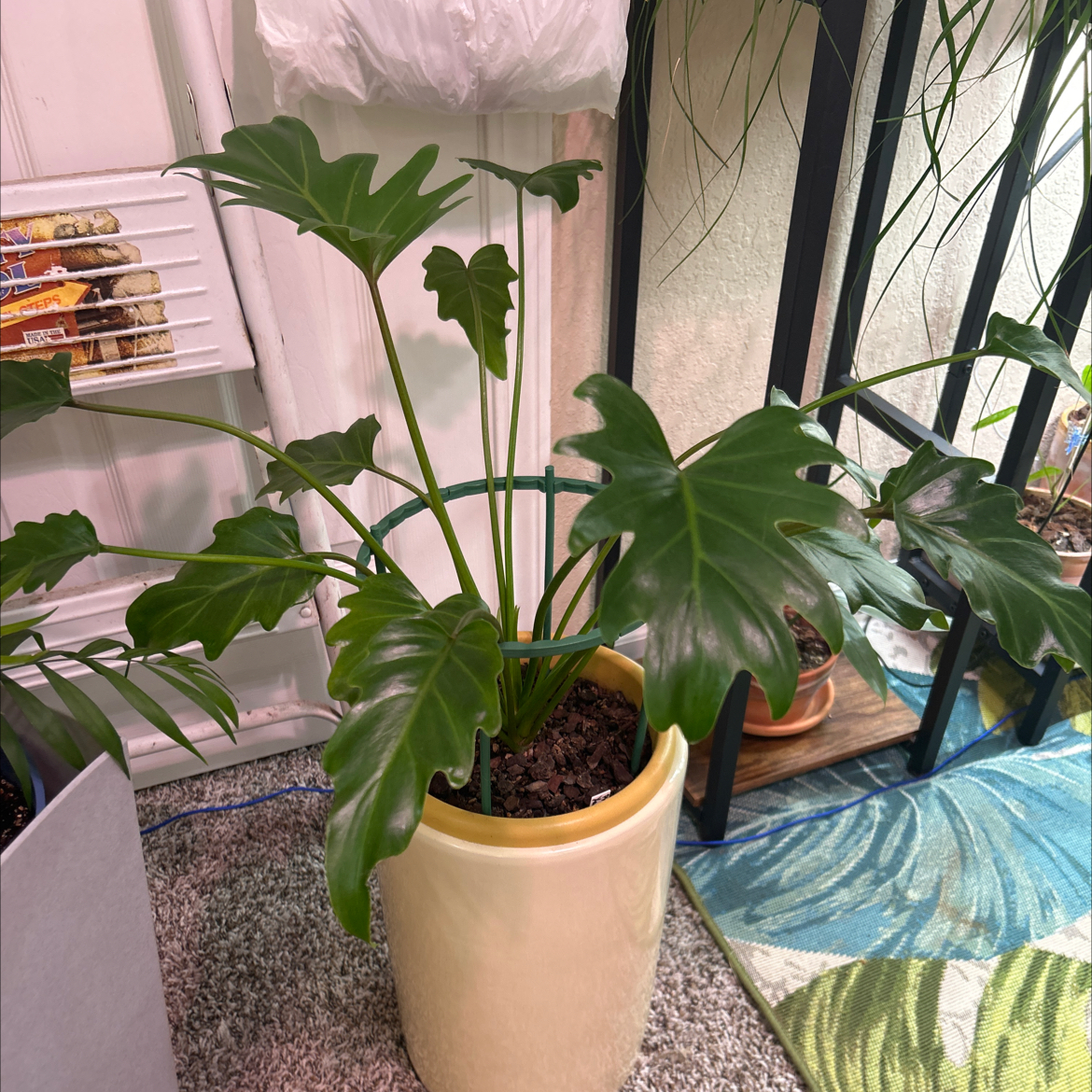 Photo of the plant species Philodendron Deja Vu by @Philolover named Faith on Greg, the plant care app