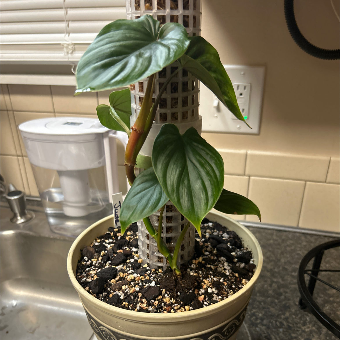 Philodendron plowmanii plant in a pot with visible soil, healthy leaves, and well-framed.
