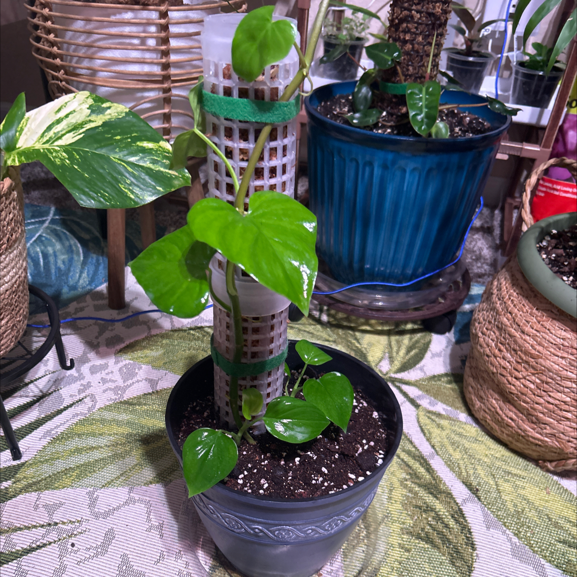 Photo of the plant species Philodendron lazorii by @Philolover named Wendy on Greg, the plant care app