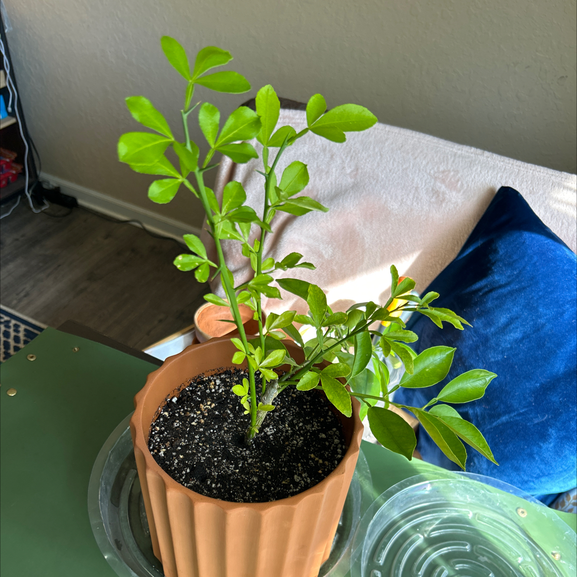 Photo of the plant species Sweet Orange Tree 'Cipo' by @Philolover named Portokali “Kali” on Greg, the plant care app