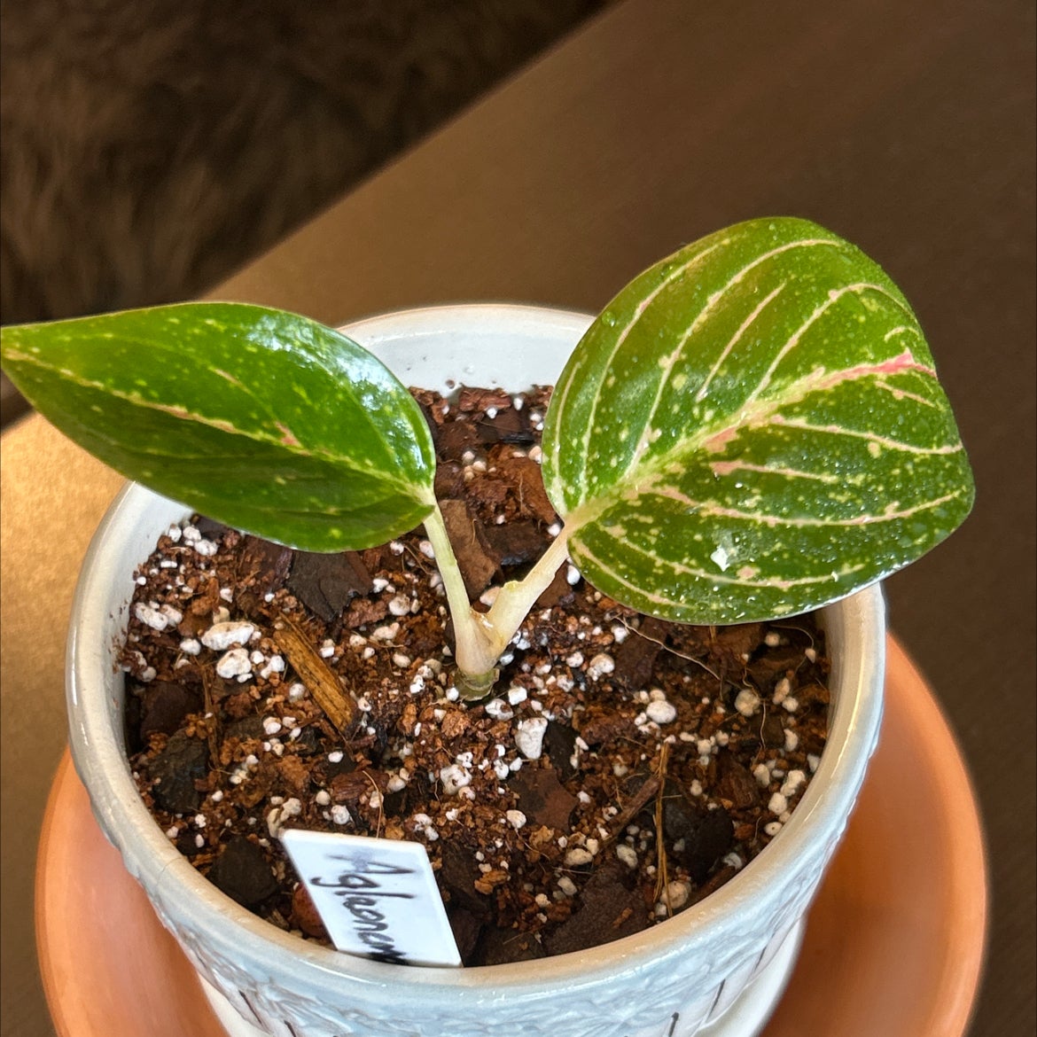 Photo of the plant species Aglaonema commutatum 'Red Vein' by @Philolover named Penelope on Greg, the plant care app