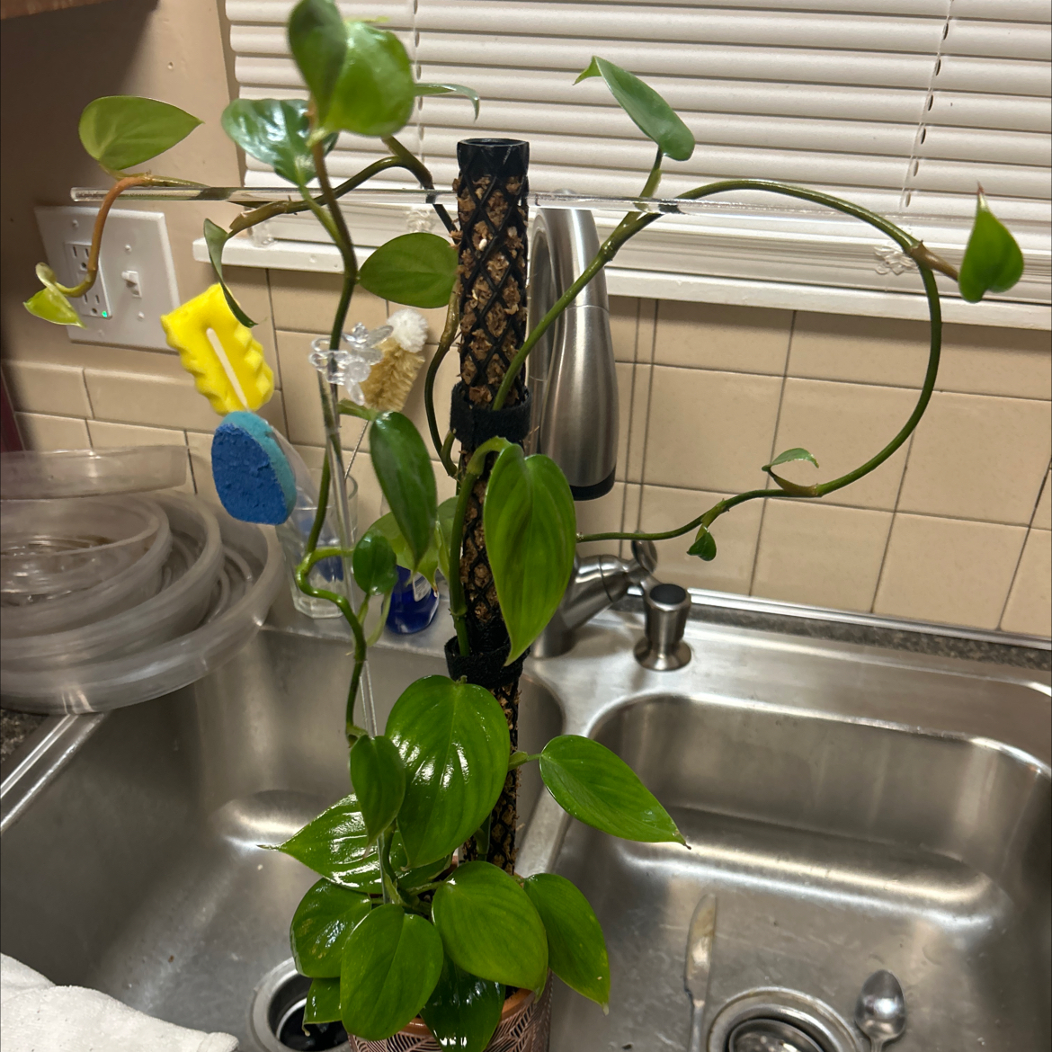 Photo of the plant species Philodendron villamagense ‘Pangui’ by @Philolover named Calliope on Greg, the plant care app