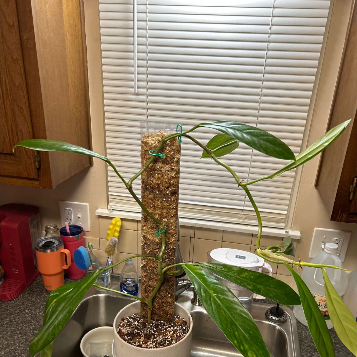 Photo of the plant species Philodendron clarkei by @Philolover named Bonnie on Greg, the plant care app