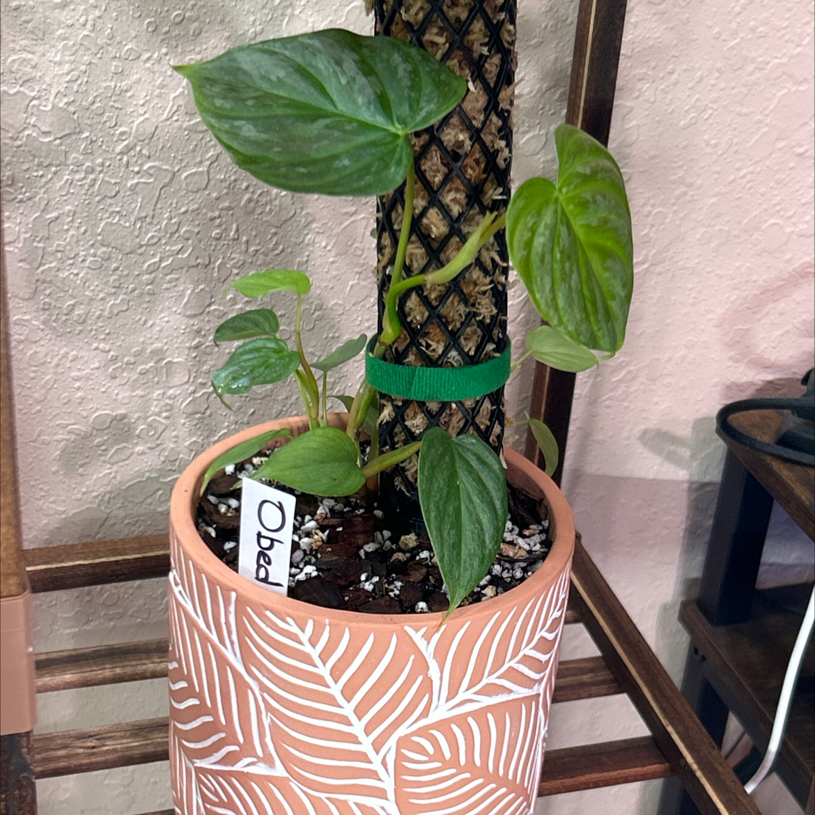 Philodendron 'Majestic' plant in a decorative pot with visible soil and a support stake.