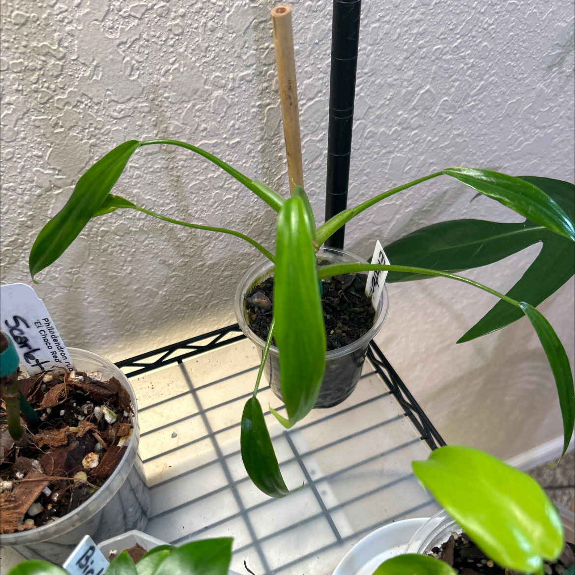 Photo of the plant species Philodendron holtonianum by @Philolover named Ekaterina on Greg, the plant care app