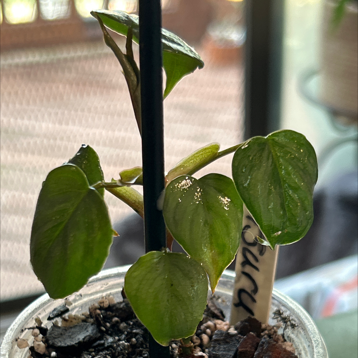 Photo of the plant species Philodendron sodiroi 'Variegata' by @Philolover named Otsuru on Greg, the plant care app