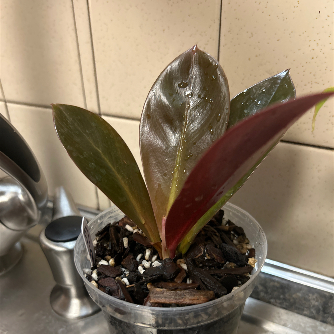 Photo of the plant species Linnaei Kunth by @Philolover named Elisha on Greg, the plant care app