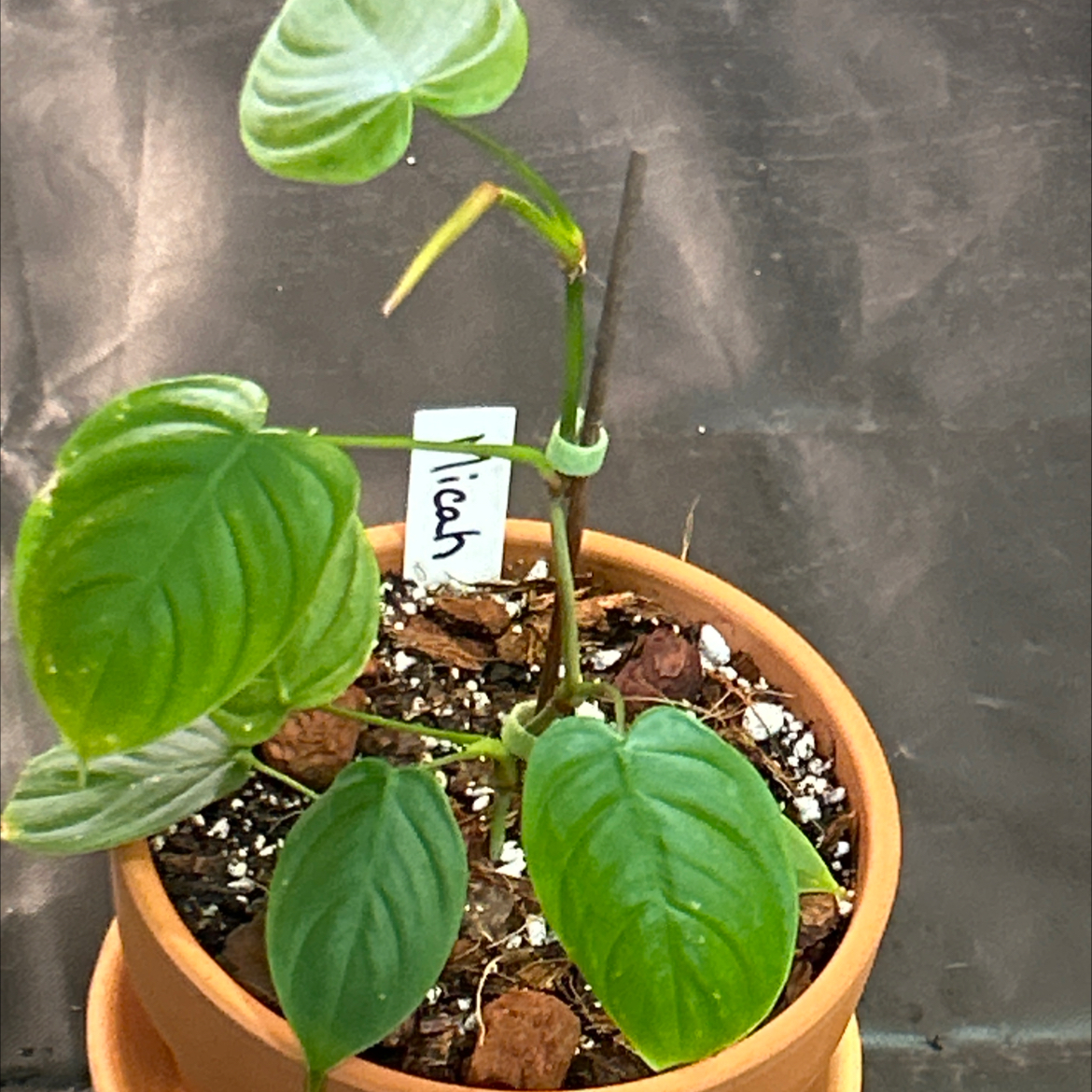 Photo of the plant species Philodendron Tenue by @Philolover named Micah on Greg, the plant care app