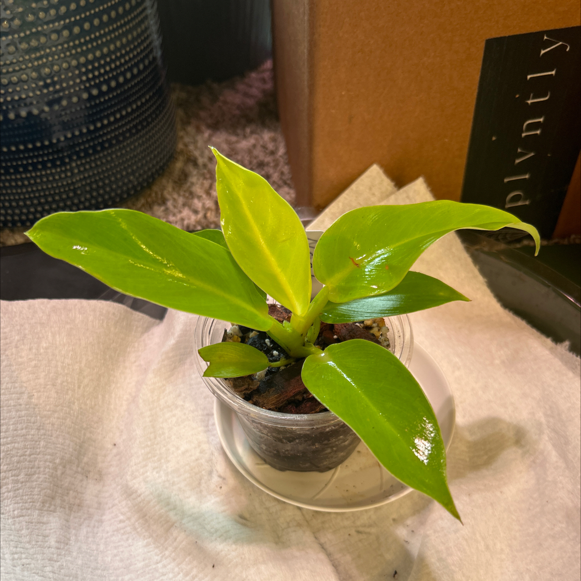 Photo of the plant species Rush Philodendron by @Philolover named Noah on Greg, the plant care app