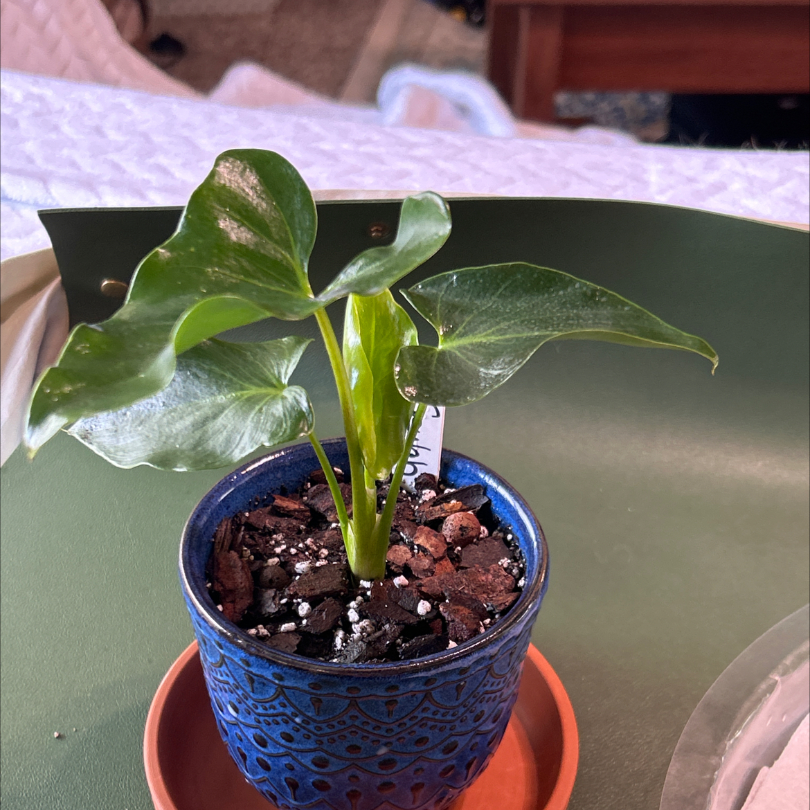 Photo of the plant species Philodendron stenolobum by @Philolover named Geulah on Greg, the plant care app