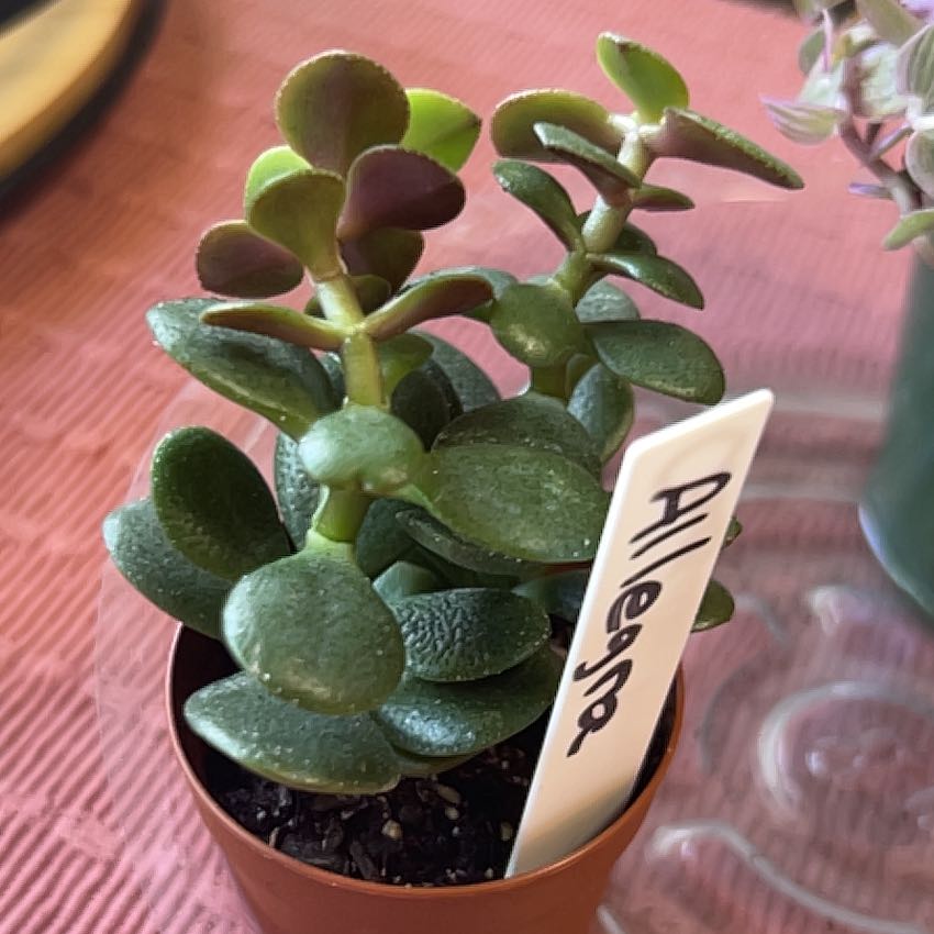 Healthy Jade Plant in a pot with a label, showing thick green leaves.