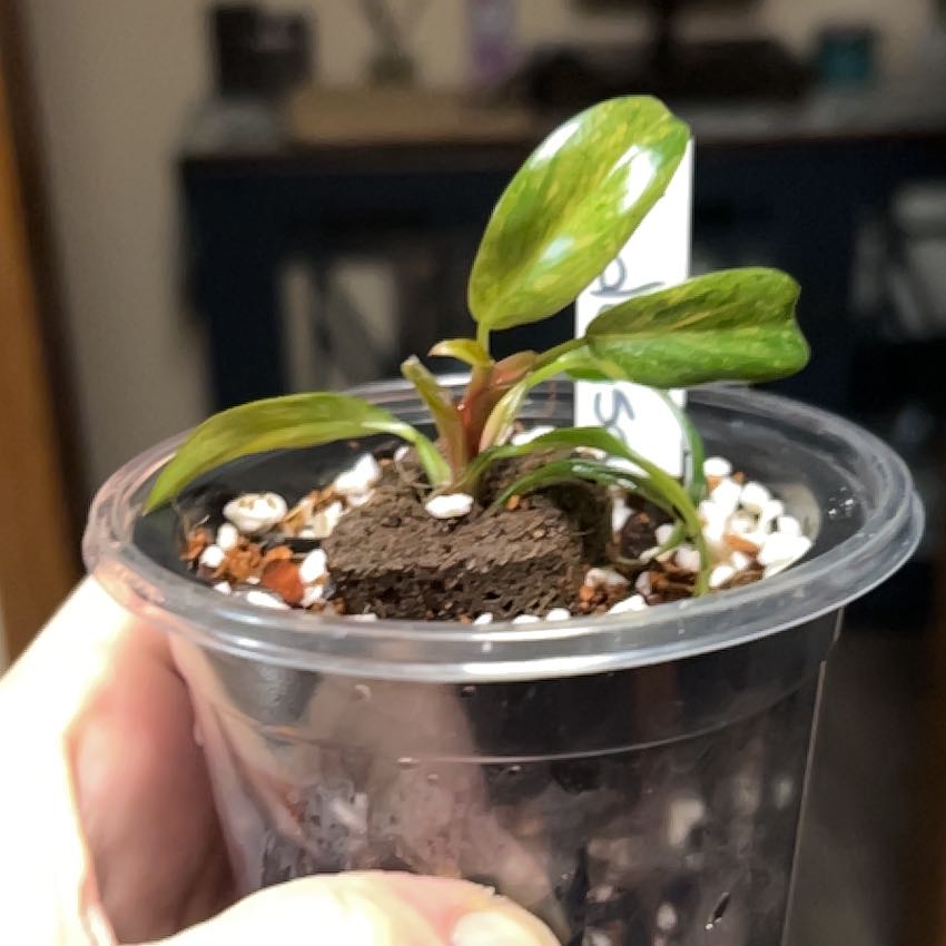 Photo of the plant species Philodendron 'Orange Princess' by @Philolover named Hadassah on Greg, the plant care app