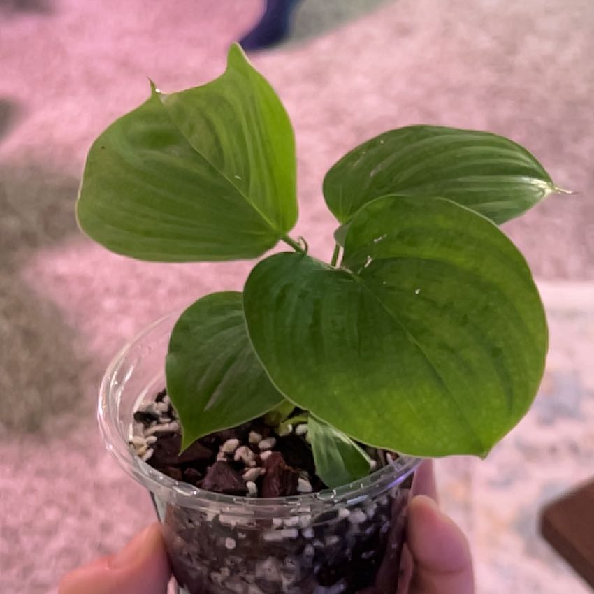 Photo of the plant species philodendron peru by @Philolover named Enoch on Greg, the plant care app