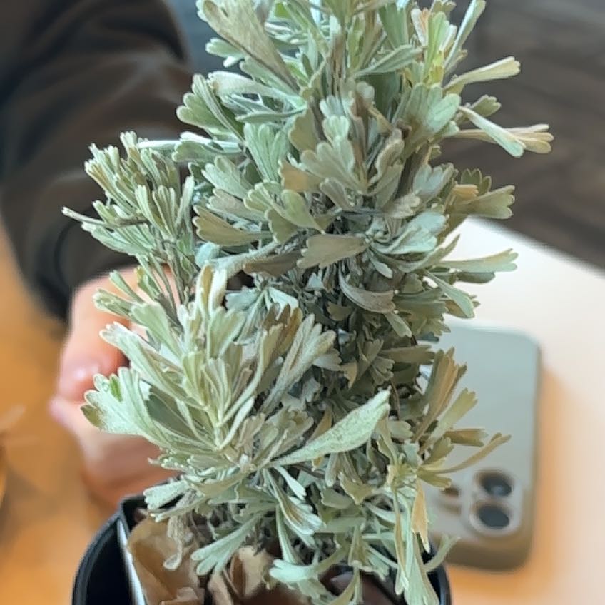 Photo of the plant species Wyoming Big Sagebrush by Duncan named Homer on Greg, the plant care app