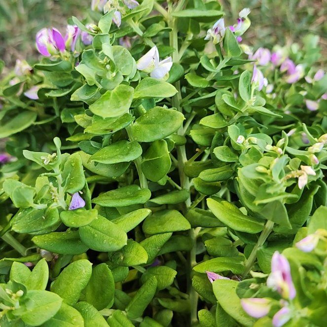 Photo of the plant species Sweet Pea Bush by @ShrewdSucc named Mando on Greg, the plant care app