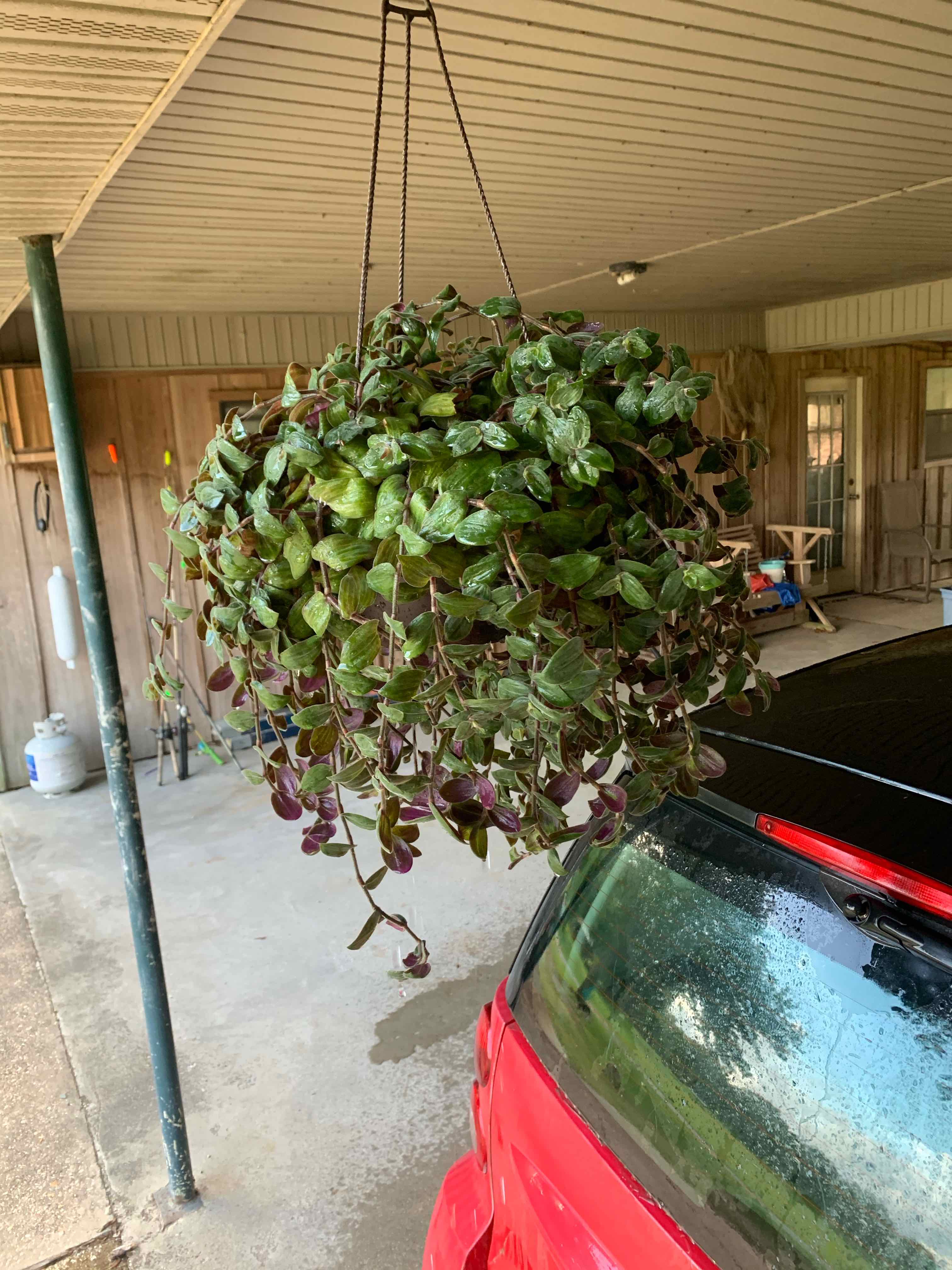 Hanging plant identified as White Velvet with green and purple leaves.
