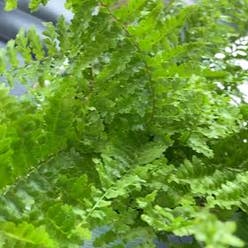 fluffy ruffle fern plant