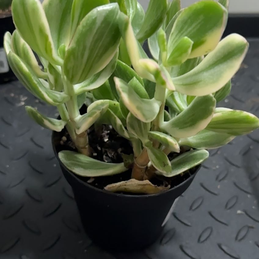 Jade Plant with variegated leaves in a small black pot, appears healthy.