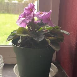 African Violet plant