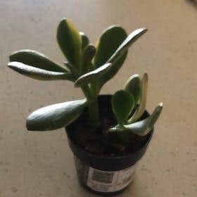 Photo of the plant species Crassula Obliqua by @ForeverNinebark named Wide Leaf Succulent on Greg, the plant care app