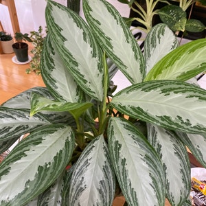 Chinese Evergreen plant photo by Leslie named Ming Lee on Greg, the plant care app.