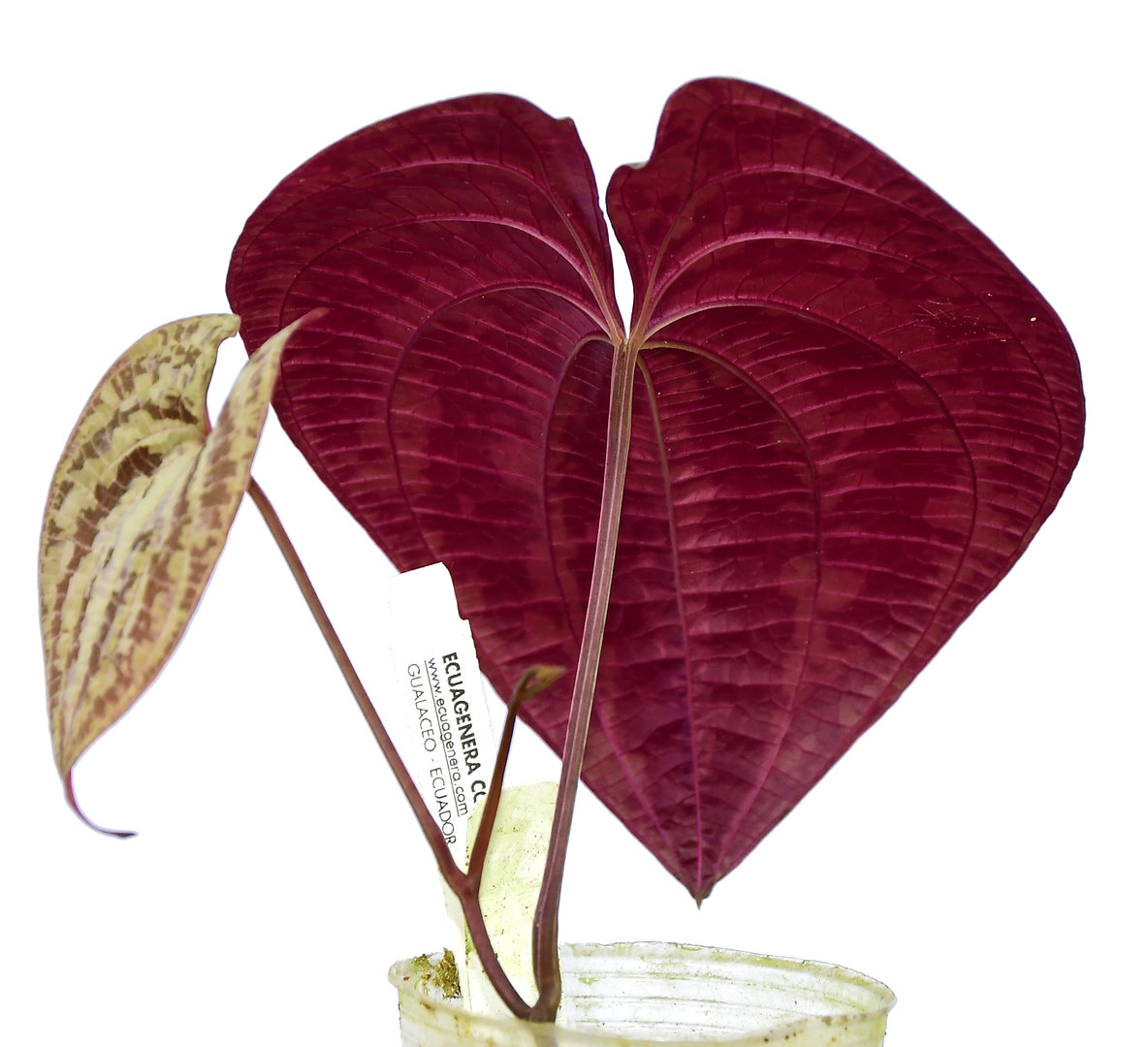 Photo of the plant species Ornamental yam by Samson named Ruby & Sunset on Greg, the plant care app