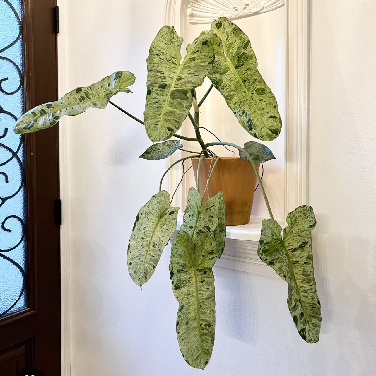 Paraiso Verde Philodendron with large, variegated leaves in a pot, well-framed and centered.
