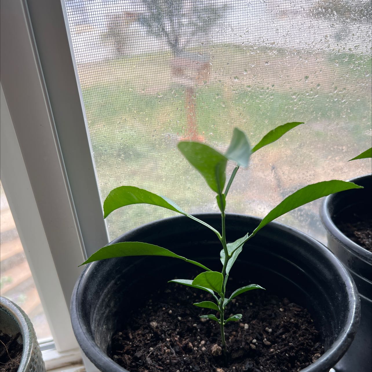 Young Orange Tree plant in a black pot near a window with healthy green leaves.
