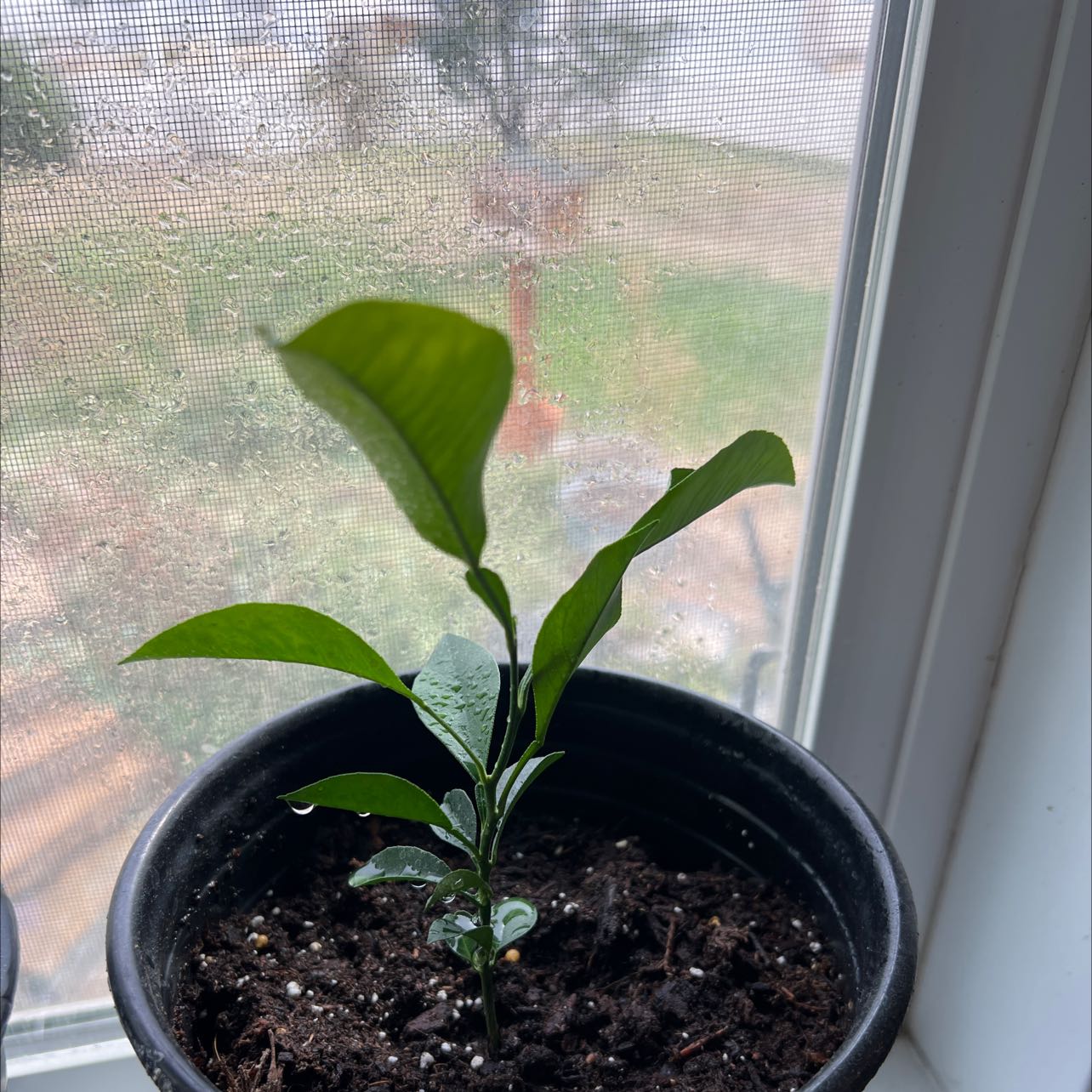 Young orange tree plant in a pot on a windowsill with visible soil.